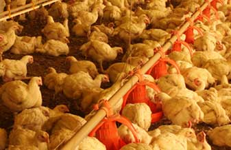 Casa do Frango - Foto 1