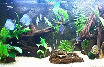 Habitat Aquários - Foto 1
