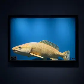 cultura oceânica