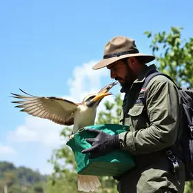 entrega voluntária de aves silvestres